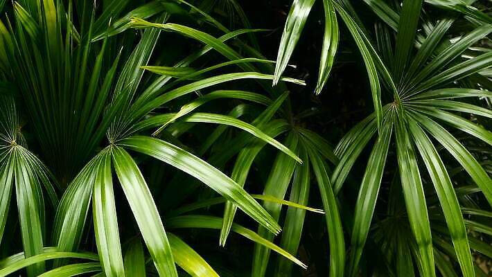 나무 식물 꽃 컬러 백그라운드 잎 패턴 자연 추상 손바닥 그림자 사람없음 야외 장식 초록색 여름 빛 환경 정원 스파 어둠 봄 줄무늬 활발 수확 성장 신선 숲 열대우림 묘사 원예 질감 내추럴 생태학 이국적 파라다이스 MOV 해외동영상 클립영상 손 계절 교육 컨셉 무늬 농업 취미 생태계 동영상 파일형식