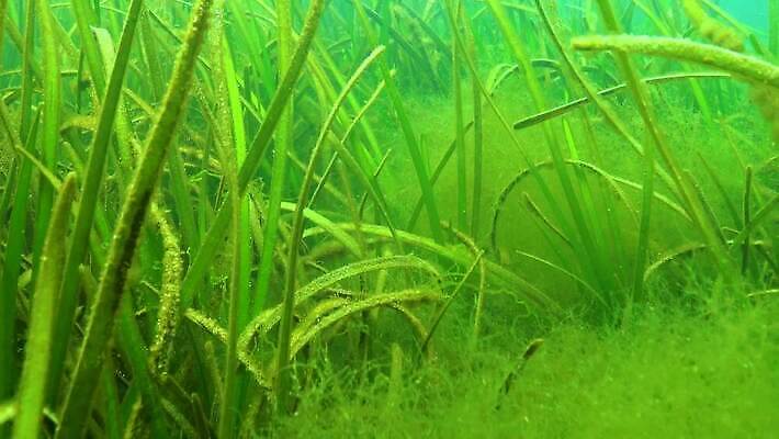 식물 야생동물 바다 자연 사람없음 초록색 물 세계 환경 바닷속 수중 해조류 생태계 생물학 광합성 산화 생태학 소금물 4K 수중영상 MP4 해외동영상 클립영상 자연요소 동물 교육 컬러 해양식물 동영상 파일형식