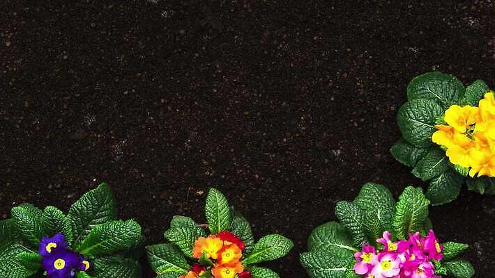 식물 계절 꽃잎 꽃 분홍색 컬러 백그라운드 컨셉 잎 꽃무늬 오렌지 모션 자연 취미 사람없음 장식 빨간색 초록색 컬러풀 노란색 정원 봄 장비 벚꽃 도구 업무 개화 냄비 원예 머리위 고립 원예사 프리뮬러 4K 타임랩스 MP4 해외동영상 클립영상 직업 무늬 과일 촬영기법 작업 솥 생태계 동영상 파일형식