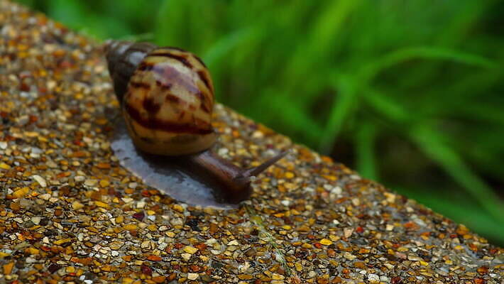 동물 야생동물 백그라운드 자연 연체동물 나선형 사람없음 야외 갈색 껍질 느림 식용 끈적임 4K MOV 해외동영상 클립영상 컬러 무늬 무척추동물 생태계 동영상 파일형식