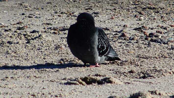 나무 동물 야생동물 바다 컬러 백그라운드 날개 자연 갈매기 조류 사람없음 물 평화 환경 회색 자유 흰색 레이싱 도시 깃털 생태계 비둘기 생물학 부리 동물상 생태학 청어 4K MP4 해외동영상 클립영상 자연요소 식물 교육 컨셉 어류 시합 조형물 동영상 파일형식