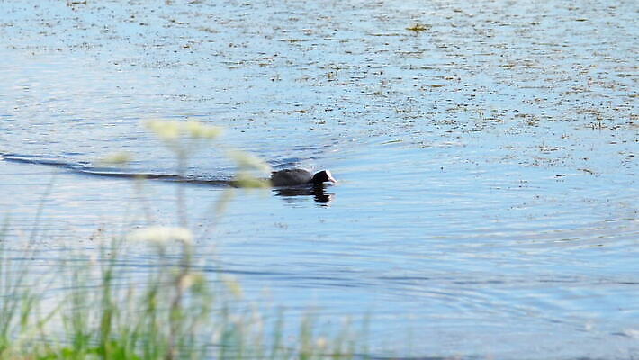 동물 1 야생동물 백그라운드 자연 조류 오리 사람없음 야외 빨간색 물 파란색 뷰티 검은색 수영 흰색 연못 깃털 부리 물새 내추럴 유라시아 MOV 해외동영상 클립영상 자연요소 유럽 아시아 컬러 수상스포츠 생태계 동영상 파일형식