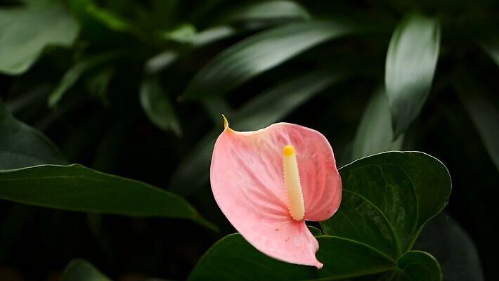 식물 계절 공원 꽃잎 꽃 줄기 분홍색 컬러 꽃다발 백그라운드 잎 꽃무늬 패턴 농업 자연 풍경 사람없음 야외 장식 초록색 물 여름 컬러풀 노란색 머리 귀여움 환경 정원 봄 활발 낭만 들꽃 성장 벚꽃 흰색 신선 개화 우아함 맛 백합 묘사 유기농 원예 질감 향기 장면 부드러움 내추럴 블러 생태학 온실 이국적 칼라꽃 MOV 해외동영상 클립영상 자연요소 웰빙 공공시설 교육 산업 컨셉 무늬 취미 신체부위 감각 생태계 냄새 동영상 파일형식