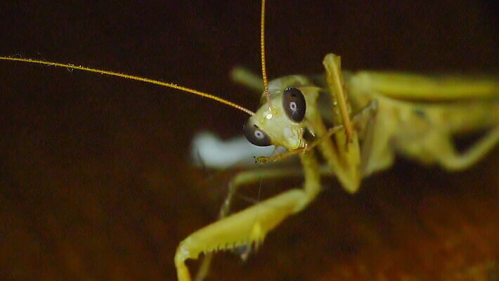 동물 응시 얼굴 야생동물 과학 곤충 백그라운드 자연 생물 무척추동물 안테나 종류 사람없음 야외 가로 초록색 정원 외계인 흰색 기도 닫기 해충 벌레 청소 묘사 생물학 사냥 육식동물 변장 사냥꾼 고립 동물상 집게발 포식 MOV 해외동영상 클립영상 직업 시선 교육 컬러 통신 모션 신체부위 조형물 미확인물체 생태계 동영상 파일형식