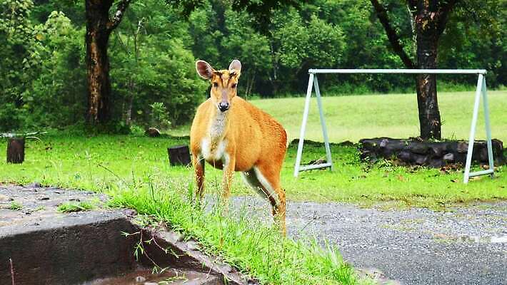 동물 1 응시 공원 여자 야생동물 백그라운드 밭 농업 신체 포유류 자연 털 뿔 서기 사람없음 야외 초록색 농장 갈색 가축 시골 아기 관찰 황무지 승마 숲 방목 먹기 귀 당나귀 내추럴 망아지 아기사슴 암사슴 4K MOV 해외동영상 클립영상 시선 공공시설 산업 새끼 스포츠 컬러 모션 사슴 사람 신체부위 말_동물 축산업 암컷 생태계 동영상 파일형식