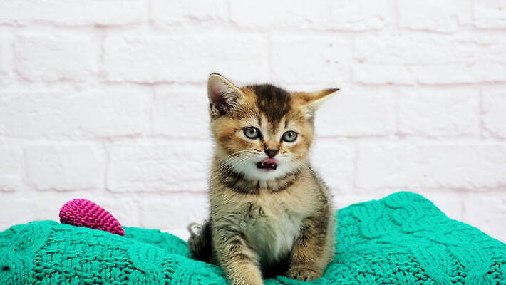 동물 장난 포유류 휴식 영국 털 실내 사람없음 반려동물 귀여움 고양이 회색 흰색 잠 작음 모피 솜털 거짓말 기르기 직진 스코틀랜드 4K 순혈 MOV 해외동영상 클립영상 유럽 컬러 컨셉 내부 크기 동영상 돌봄 파일형식