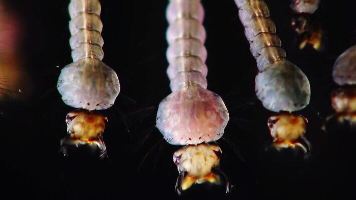 동물 야생동물 바다 곤충 자연 무척추동물 사람없음 물 환경 바닷속 수중 지중해 생태계 생물학 수족관 애벌레 토막 동물상 모기 생태학 우크라이나 4K 저서생물 MP4 해외동영상 클립영상 자연요소 교육 유럽 생물 조형물 해충 벌레 동영상 파일형식