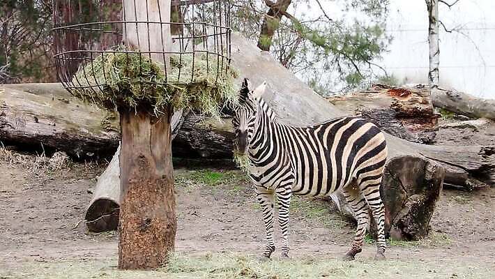 전신 동물 공원 야생동물 여행 백그라운드 포유류 아프리카 자연 초식동물 동물원 사람없음 야외 초록색 뷰티 검은색 저녁식사 줄무늬 흰색 황무지 볏짚 군중 사파리 얼룩말 멸종 케냐 밀짚 내추럴 송아지 동물상 세렝게티 전국 탄자니아 카피스페이스 MOV 해외동영상 클립영상 멸종위기종 공공시설 나라 새끼 컬러 무늬 사람 조형물 식사 공백 말 소 짚 생태계 동영상 파일형식