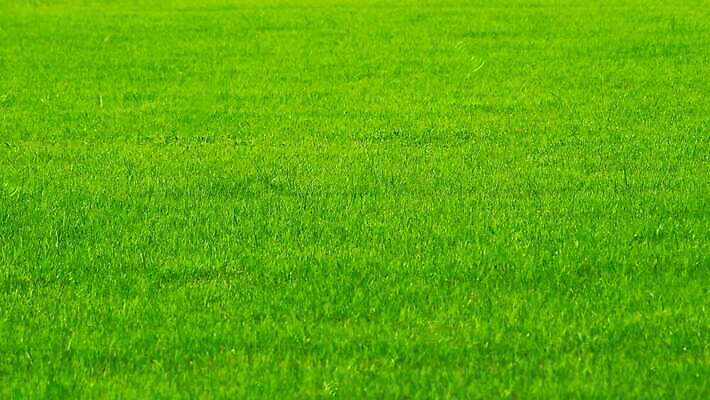 식물 계절 백그라운드 패턴 밭 농업 골프 자연 벽지 날씨 추상 휴식 풍경 잔디 초원 사람없음 야외 초록색 물 여름 빛 농장 우주 환경 정원 축구 봄 활발 젖음 시골 신선 떨어짐 땅 질감 장면 내추럴 수평선 비어있는 4K MOV 해외동영상 클립영상 자연요소 산업 컬러 컨셉 무늬 구기 생태계 동영상 파일형식