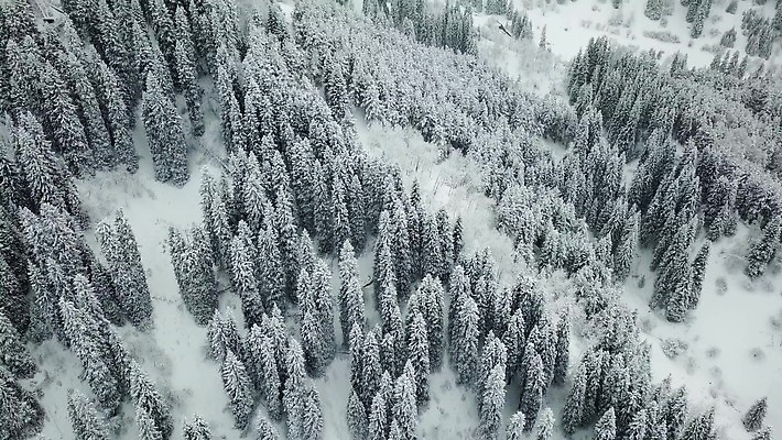 나무 도로 여행 백그라운드 크리스마스 겨울 자국 자연 날씨 새해 산 안테나 사람없음 야외 냉동 추위 안개 흰색 나뭇가지 소나무 정상 숲 언덕 서리 전나무 흐림 눈보라 항공촬영 드론 제설기 카자흐스탄 눈내림 가문비나무 4K 알마티 MP4 해외동영상 클립영상 식물 계절 기념일 아시아 길 뷰포인트 컬러 통신 교통시설 눈_날씨 생태계 동영상 제설 파일형식