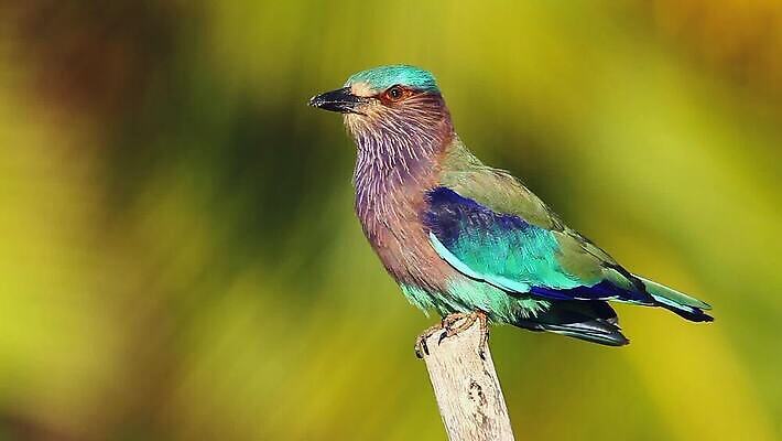 동물 아시아 야생동물 자연 조류 국립공원 사람없음 파란색 컬러풀 황무지 보호 인도인 롤러 북쪽 남쪽 보호구역 스리랑카 MOV 해외동영상 클립영상 외국인 공원 나라 컬러 컨셉 동양인 방향 생태계 동영상 구역 파일형식