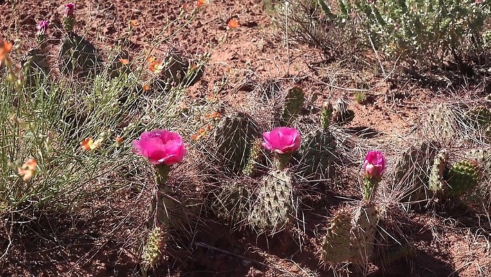 꽃 과일 자연 선인장 풍경 사람없음 초록색 노란색 사막 가시 달콤 다육식물 숙성 4K MP4 해외동영상 클립영상 식물 컬러 맛 생태계 동영상 파일형식