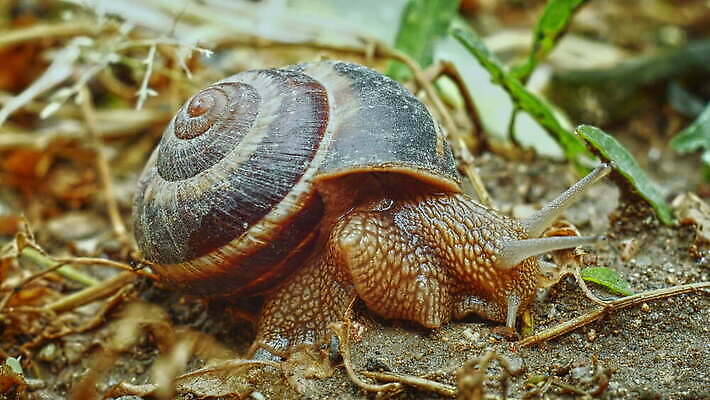 식물 동물 계절 유럽 야생동물 컬러 백그라운드 잎 밭 가족 자연 생물 연체동물 안테나 나선형 요리 사람없음 야외 초록색 환경 정원 봄 젖음 껍질 큼 속도 덮기 느림 내추럴 민달팽이 식용 끈적임 4K MOV 해외동영상 클립영상 나라 무늬 농업 통신 관계 모션 무척추동물 크기 생태계 동영상 파일형식 달팽이_동물