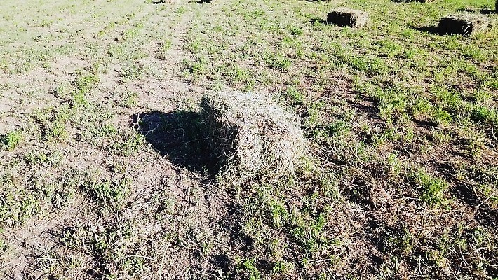 식물 백그라운드 밭 농업 자연 하늘 건조 그림자 옥수수 사람없음 야외 빛 농작물 농장 농경지 갈색 노란색 새벽 수확 시골 원형 그룹 분위기 황금 볏짚 큼 먹이 낟알 배열 보리 롤 5 가뭄 패키지 질서 뭉치 밀짚 밭일 토스카나 수평선 4K MP4 해외동영상 클립영상 자연요소 도형 산업 컬러 컨셉 날씨 곡류 숫자 이탈리아 예절 짚 크기 생태계 동영상 파일형식