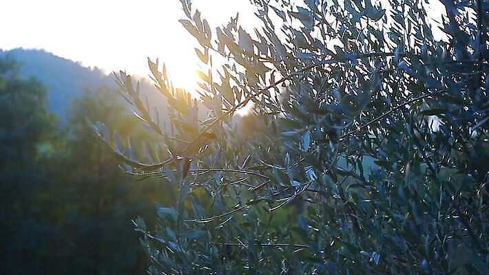 나무 식물 계절 유럽 음식 바다 백그라운드 잎 밭 농업 과일 자연 하늘 건강 풍경 사람없음 야외 초록색 여름 농작물 햇빛 태양 농장 정원 일몰 봄 이탈리아 수확 시골 신선 기름 땅 그리스 언덕 유기농 올리브 내추럴 땅바닥 밭일 숙성 옛날 토스카나 4K MP4 해외동영상 클립영상 자연요소 웰빙 열매 나라 산업 컬러 바닥 노을 생태계 동영상 파일형식