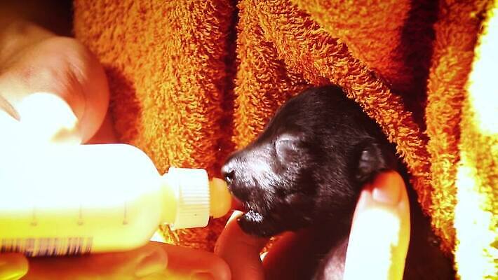 라이프스타일 손 포유류 친절 함께함 실내 사랑 한명 사람없음 귀여움 신생아 잡기 개 달콤 핥기 연결 작음 돌봄 수유 자선단체 HD MP4 해외동영상 클립영상 동물 1 감정 컨셉 모션 사람 내부 생활 신체부위 아기 그룹 맛 크기 동영상 자선 파일형식