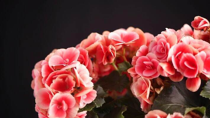 식물 꽃잎 꽃 줄기 분홍색 컬러 백그라운드 잎 꽃무늬 자연 사람없음 야외 장식 빨간색 초록색 컬러풀 정원 보라색 봄 활발 벚꽃 흰색 신선 개화 묘사 원예 내추럴 온실 제라늄 4K MOV 해외동영상 클립영상 계절 컨셉 무늬 취미 생태계 동영상 파일형식