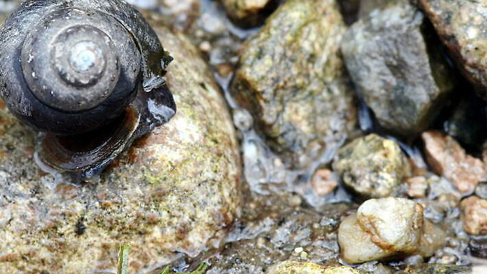 동물 행복 아시아 호수 바다 여행 자연 조개 나선형 사람없음 야외 물 여름 강 갈색 봄 소용돌이 껍질 조약돌 바위 신선 황금 가장자리 큼 9월 오브젝트 질감 달팽이 먼지 내추럴 고립 앵무조개 4K MOV 해외동영상 클립영상 자연요소 계절 감정 나라 컬러 무늬 어패류 연체동물 회오리 돌_바위 날짜 둘레 크기 생태계 동영상 파일형식