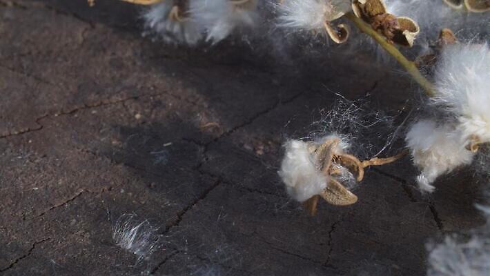 식물 꽃 백그라운드 모션 자연 탁자 씨앗 사람없음 야외 목재 햇빛 뷰티 카메라 환경 맑음 벚꽃 흰색 나뭇가지 닫기 허브 묘사 오브젝트 꽃가루 부드러움 솜털 내추럴 미루나무 4K MP4 해외동영상 클립영상 나무 컬러 가구 재료 날씨 전자제품 태양 감각 가루 생태계 동영상 파일형식