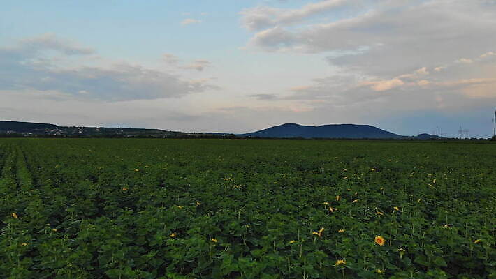 식물 계절 꽃 지구 잎 꽃무늬 밭 농업 자연 하늘 해바라기 풍경 초원 사람없음 초록색 여름 파란색 농작물 컬러풀 햇빛 태양 농장 노란색 환경 맑음 일몰 봄 성장 벚꽃 시골 개화 황금 땅 유기농 내추럴 밭일 조감도 수평선 세련 4K MOV 해외동영상 클립영상 자연요소 웰빙 산업 컬러 무늬 날씨 노을 생태계 동영상 파일형식