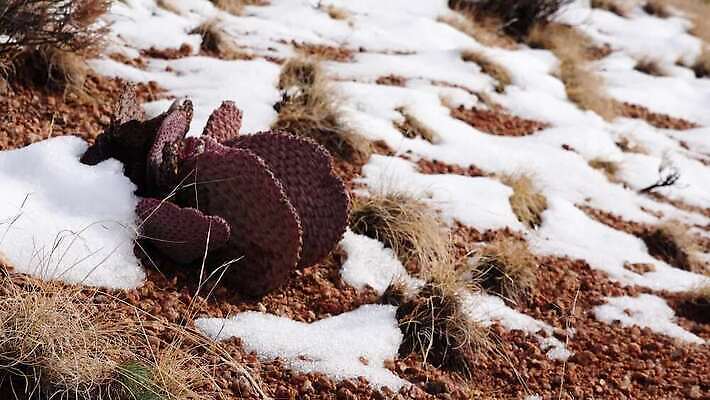 식물 꽃 분홍색 백그라운드 꽃무늬 과일 자연 날씨 선인장 건조 풍경 사람없음 초록색 여름 파란색 컬러풀 보라색 사막 뜨거움 가시 냄비 척추 내추럴 다육식물 4K MP4 해외동영상 클립영상 계절 컬러 무늬 뼈 솥 생태계 동영상 파일형식