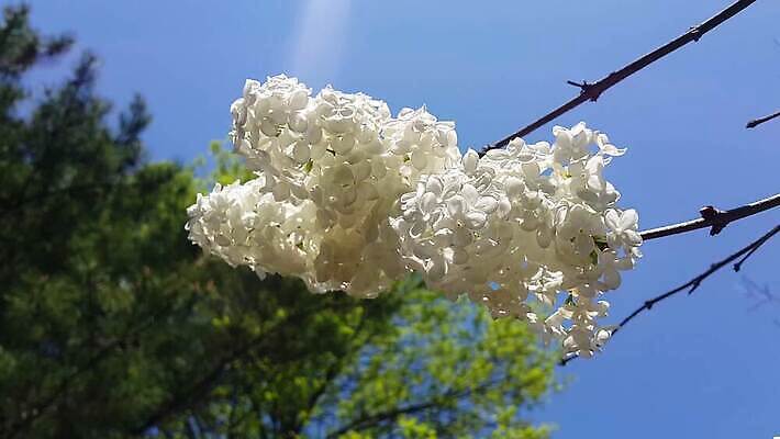 식물 계절 공원 꽃 물결 백그라운드 잎 농업 모션 자연 건강 사람없음 야외 초록색 컬러풀 햇빛 노란색 정원 봄 활발 성장 벚꽃 나뭇가지 신선 개화 황금 닫기 숲 10월 내추럴 4K MOV 해외동영상 클립영상 나무 공공시설 산업 컬러 컨셉 태양 날짜 생태계 동영상 파일형식