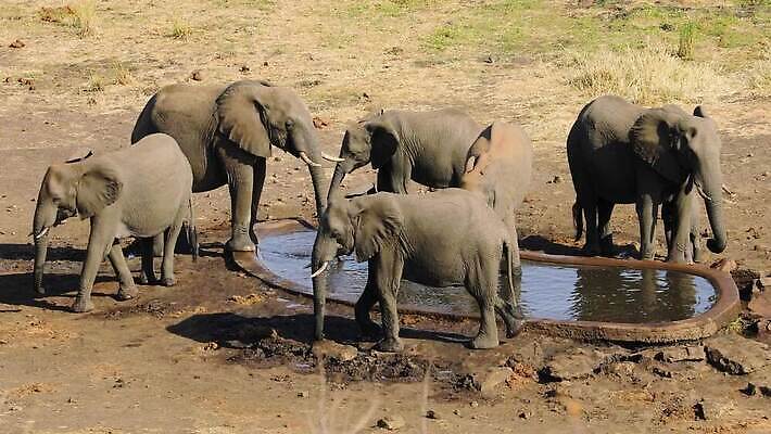 동물 음료 야생동물 포유류 아프리카 자연 초식동물 코끼리 종류 사람없음 야외 물 마시기 그룹 황무지 보호 군중 갈증 사파리 귀 멸종 서식지 남아프리카 생태학 크루거 MOV 해외동영상 클립영상 자연요소 교육 나라 컨셉 모션 사람 신체부위 생태계 동영상 남아프리카공화국 파일형식