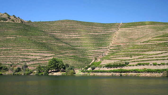 유럽 벽 여행 밭 농업 자연 경사 사람없음 야외 초록색 강 농장 와인 계곡 시골 보행로 크루즈 포르투갈 묘사 언덕 포도밭 포도나무 포트 계단식 추적 도루강 양조장 옛날 4K MOV 해외동영상 클립영상 나라 산업 길 컬러 배_교통 모션 주류 과일나무 생태계 동영상 파일형식