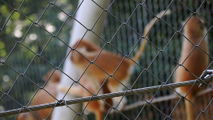 동물 응시 야생동물 포유류 자연 놀이 실내 동물원 사람없음 울타리 머리 환경 검은색 슬픔 원숭이 바 좌절 고독 떨어짐 철 교도소 감옥 싱글 새장 멸종 유인원 내추럴 침팬지 우울증 죄수 총구 4K MOV 해외동영상 클립영상 시선 감정 컬러 컨셉 내부 신체부위 담장 질병 생태계 동영상 케이지 파일형식