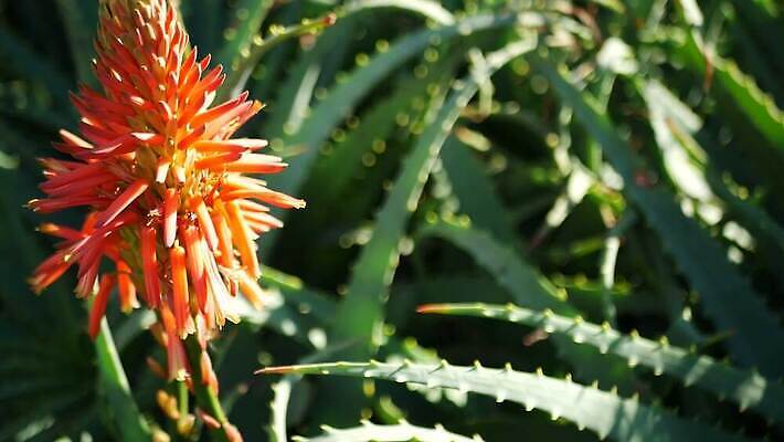 식물 꽃 화초 컬러 꽃무늬 선인장 사람없음 장식 빨간색 정원 미국 활발 들꽃 사막 벚꽃 개화 황무지 닫기 약초 캘리포니아 상록수 애리조나 내추럴 강렬 다육식물 알로에 오리지널 특별함 그리너리 억울 세련 4K 건조기후 MP4 해외동영상 클립영상 감정 컨셉 북아메리카 무늬 모션 풀 동영상 파일형식 트랜드컬러