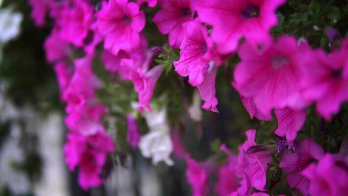 식물 디자인 공원 꽃잎 꽃 문화 분홍색 백그라운드 잎 꽃무늬 창문 자연 바람 휴가 사람없음 초록색 뷰티 정원 맑음 보라색 봄 벚꽃 발코니 흰색 영혼 심볼 그네 마법 내추럴 피튜니아 4K MP4 해외동영상 클립영상 자연요소 계절 공공시설 컬러 무늬 날씨 생태계 동영상 파일형식