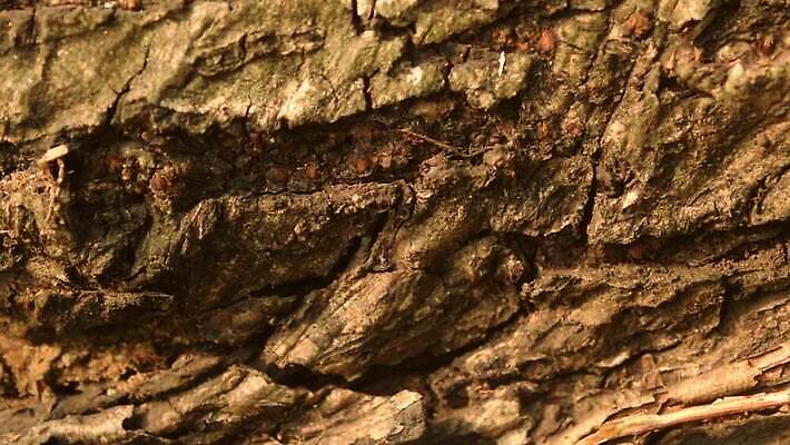 나무 식물 디자인 벽 백그라운드 자연 벽지 표면 날씨 건조 건설업 사람없음 목재 장식 환경 페인트 수확 골동품 소나무 거친 피부 유기농 목공예 나무껍질 시들음 지질학 콘크리트 비어있는 MP4 해외동영상 클립영상 웰빙 교육 산업 농업 재료 신체부위 껍질 공예 생태계 동영상 파일형식