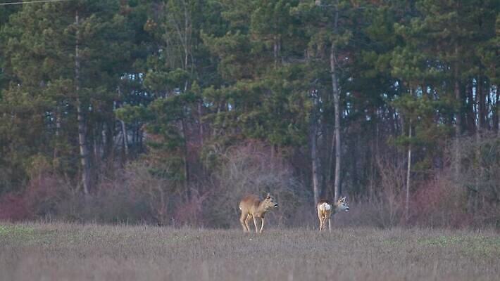 동물 야생동물 2 밭 포유류 자연 초식동물 사슴 함께함 뿔 사람없음 야외 가로 농장 농경지 갈색 귀여움 점프 황혼 일몰 시골 관찰 황무지 숲 방목 호기심 사냥 숨김 내추럴 동물상 삼림지대 암사슴 천진난만 4K MP4 해외동영상 클립영상 감정 컬러 컨셉 농업 모션 조형물 노을 축산업 암컷 생태계 동영상 파일형식
