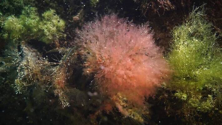 식물 동물 야생동물 바다 자연 생물 무척추동물 사람없음 초록색 환경 바닷속 수중 해조류 지중해 생태계 생물학 광합성 산화 생태학 소금물 4K 수중영상 MP4 해외동영상 클립영상 교육 컬러 해양식물 동영상 파일형식