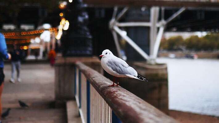 주간 나무 유럽 야생동물 모래 상징 여행 건축양식 난간 갈매기 조류 하늘 아침 파노라마 사람없음 건물 물 빛 강 도시풍경 햇빛 회색 도시 보트 런던 수로 포트 스카이라인 랜드마크 수도권 템스강 4K MOV 해외동영상 클립영상 자연요소 식물 동물 건축물 건축 나라 컬러 배_교통 영국 잉글랜드 촬영기법 풍경 태양 지역 동영상 파일형식