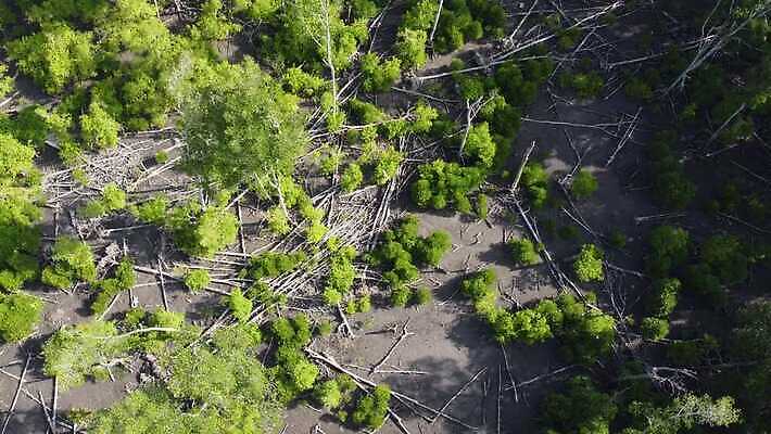 나무 식물 계절 공원 여행 백그라운드 자연 아침 풍경 사람없음 야외 목재 초록색 빛 햇빛 태양 일출 환경 안개 가을 나뭇가지 시골 죽음 땅 장면 내추럴 생태학 수평선 4K MP4 해외동영상 클립영상 주간 자연요소 공공시설 교육 컬러 재료 날씨 노을 생태계 동영상 파일형식