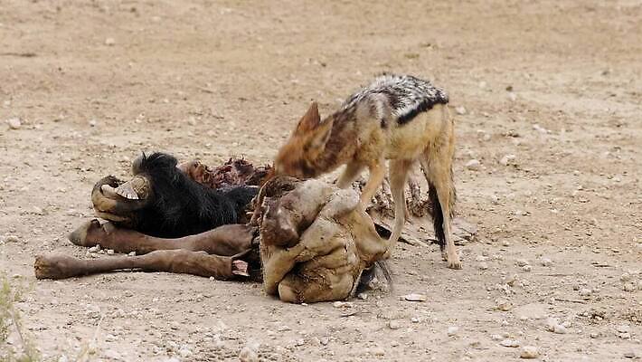 동물 응시 야생동물 포유류 모션 아프리카 자연 사람없음 야외 사막 황무지 치아 사파리 클립 육식동물 서식지 동영상 내추럴 경보 남아프리카 생태학 수유 칼라하리 HD MOV 해외동영상 클립영상 시선 교육 나라 소화기관 생태계 파일형식