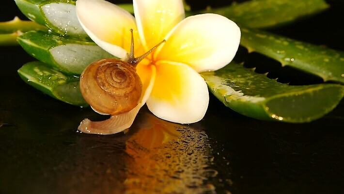 식물 동물 1 꽃잎 꽃 곤충 백그라운드 컨셉 잎 자연 휴식 연체동물 건강 사람없음 장식 초록색 물 갈색 화장품 촉촉함 흰색 신선 허브 유기농 덮기 내추럴 고립 동물상 떠남 아열대 알로에 카피스페이스 MOV 해외동영상 클립영상 자연요소 웰빙 컬러 모션 무척추동물 조형물 뷰티 공백 젖음 생태계 동영상 파일형식