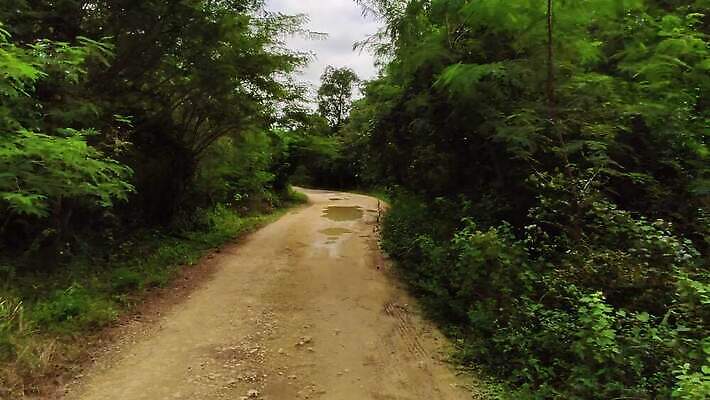 나무 식물 공원 야생동물 여행 백그라운드 잎 가이드 모션 자연 선인장 국립공원 사람없음 야외 목재 초록색 물 강 걷기 환경 개울 동굴 숲 열대우림 내추럴 도미니카공화국 이국적 4K MP4 해외동영상 클립영상 자연요소 동물 직업 공공시설 컬러 재료 남아메리카 생태계 동영상 파일형식