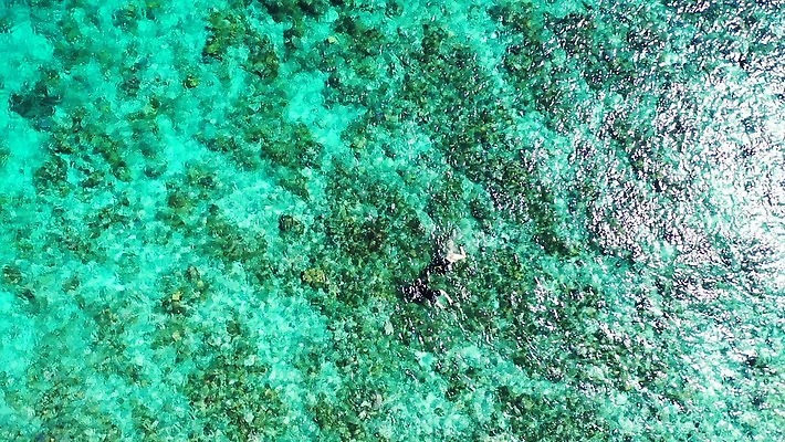 행복 백그라운드 휴가 어류 사람없음 기쁨 흰색 암초 4K MP4 해외동영상 클립영상 감정 컬러 수중동물 동영상 파일형식