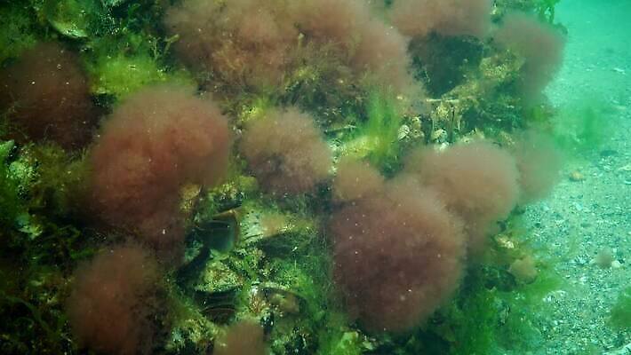 식물 동물 야생동물 바다 자연 생물 무척추동물 사람없음 초록색 환경 바닷속 수중 해조류 지중해 생태계 생물학 광합성 산화 생태학 소금물 4K 수중영상 MP4 해외동영상 클립영상 교육 컬러 해양식물 동영상 파일형식