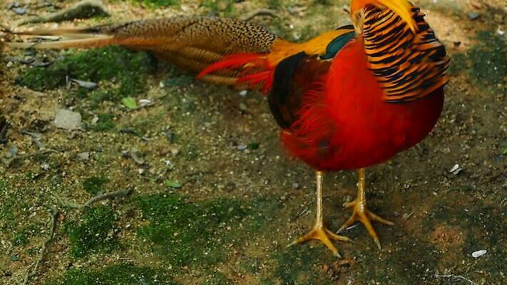 동물 1 드레스 남자 야생동물 컬러 백그라운드 패턴 오렌지 자연 조류 추상 왕관 동양인 성인 사람없음 옆모습 장식 빨간색 파란색 컬러풀 뷰티 노란색 머리 정원 중국 어둠 흰색 황금 고급 전시회 깃털 꼬리 꿩 수탉 봉황 이국적 MOV 해외동영상 클립영상 옷 아시아 뷰포인트 컨셉 무늬 과일 사람 인종 신체부위 전시 닭 수컷 생태계 동영상 파일형식