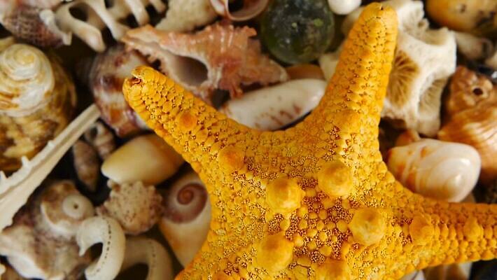 동물 디자인 음식 모래 바다 여행 백그라운드 패턴 자연 휴가 조개 불가사리 연체동물 갑각류 해변 사람없음 장식 여름 컬러풀 뷰티 갈색 노란색 껍질 흰색 수집 해산물 질감 달팽이 베트남 가리비 내추럴 고립 앵무조개 이국적 많음 MOV 해외동영상 클립영상 계절 컬러 컨셉 무늬 어패류 극피동물 무척추동물 동남아시아 생태계 동영상 파일형식