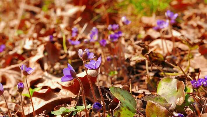 식물 계절 꽃 줄기 백그라운드 잎 꽃무늬 자연 사람없음 초록색 파란색 뷰티 정원 보라색 봄 들꽃 벚꽃 신선 개화 숲 작음 제비꽃 서리 노루귀 아네모네 헌병 4K MP4 해외동영상 클립영상 컬러 무늬 군인 크기 생태계 동영상 파일형식