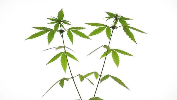 식물 여자 남자 꽃 백그라운드 잎 모션 자연 바람 휴식 건강 사람없음 초록색 약 흰색 잡초 발표 삼 약초 냄비 허브 진열장 회전 중독 내추럴 고립 마약 불법 대마초 마리화나 MOV 해외동영상 클립영상 자연요소 컬러 컨셉 채소 의학 날씨 사람 풀_식물 범죄 솥 생태계 동영상 파일형식