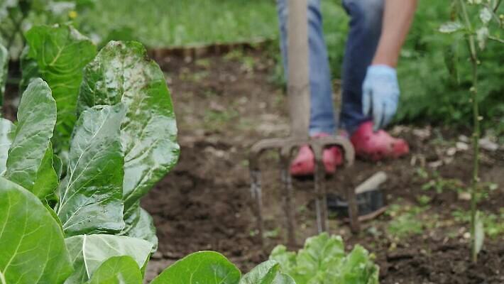 1 지구 포크 컨셉 농업 채소 모션 발 자연 사람 사람없음 야외 정원 흙 봄 공구 시골 작업 닫기 원예 먼지 진흙 땅바닥 땅파기 밭일 쇠스랑 양발 4K MP4 해외동영상 클립영상 식기 계절 산업 바닥 취미 신체부위 도구 생태계 동영상 파일형식