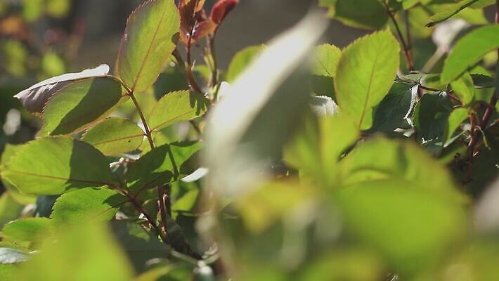 나무 식물 계절 컬러 백그라운드 잎 자연 탁자 하늘 아침 아이디어 풍경 사람없음 목재 빛 태양 갈색 우주 새벽 전시 가을 직물 소나무 블라인드 황금 숲 11월 천 유기농 캔버스 10월 내추럴 노출 양모 그런지 무료 무한 옛날 비어있는 4K MOV 해외동영상 클립영상 주간 자연요소 웰빙 가구 컨셉 재료 커튼 날짜 생태계 동영상 파일형식