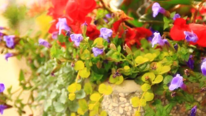 식물 디자인 꽃 분홍색 컬러 여행 백그라운드 잎 꽃무늬 자연 벽지 하늘 사람없음 야외 장식 빨간색 초록색 컬러풀 정원 보라색 봄 벚꽃 발코니 흰색 신선 냄비 질감 내추럴 제라늄 피튜니아 MOV 해외동영상 클립영상 계절 무늬 솥 생태계 동영상 파일형식