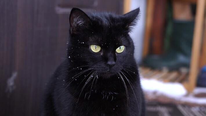 동물 학생 겨울 발 수염 사람없음 반려동물 문 냉동 검은색 고양이 추위 기다림 치아 코 귀 밀가루반죽 양모 총구 4K MP4 해외동영상 클립영상 계절 컬러 포유류 모션 신체부위 직물 소화기관 반죽 동영상 파일형식
