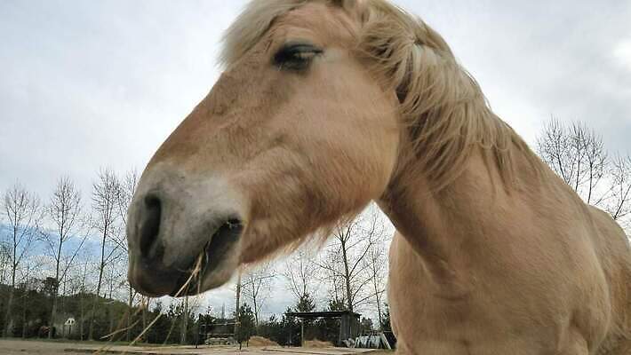 동물 응시 얼굴 안전 사람없음 머리 회색 호흡 큼 묘사 호기심 코 마차 목 망아지 기르기 동반자 분양 총구 4K 깜빡이다 MP4 해외동영상 클립영상 시선 감정 새끼 교통수단 컬러 컨셉 부동산 신체부위 말_동물 크기 동영상 돌봄 파일형식